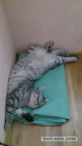 Котовторник