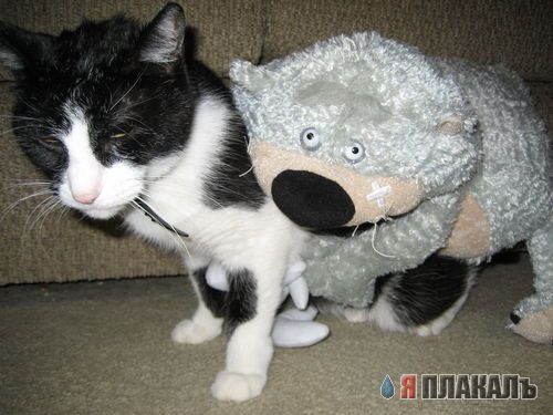 Вещи на моем кошаке!