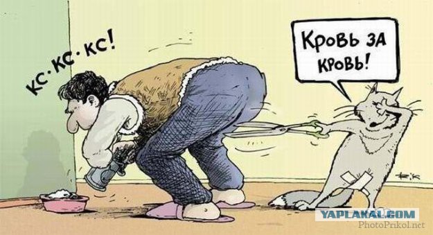 «Хардкор» от лица кота