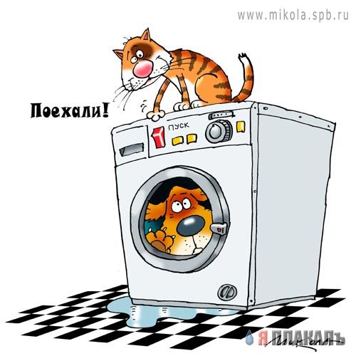 Дюжина кошаков