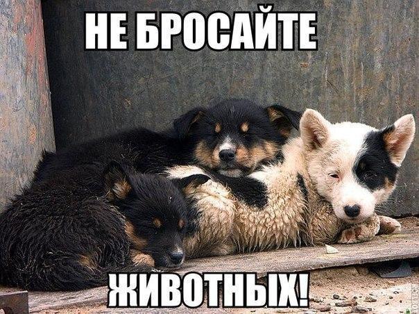 Мохнатые беспредельщики