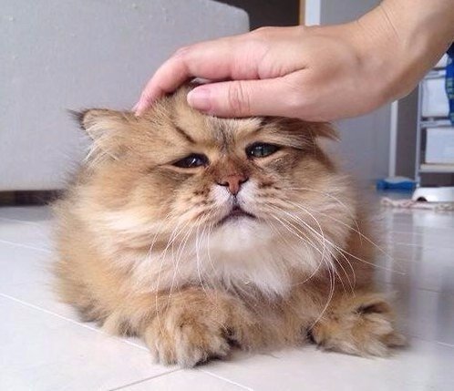 Мохнатые беспредельщики