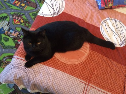 Котовторник 30.08.2016