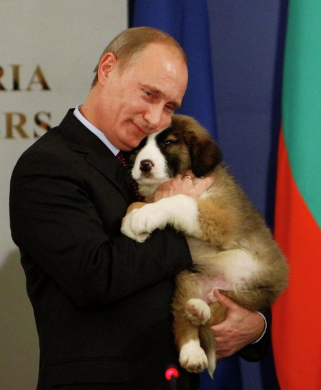 Путин показал японским журналистам Юмэ — «строгую собаку», подаренную ему Японией в 2012 году