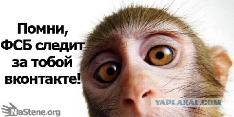 В России могут заблокировать YouTube и Instagram из-за Насти Рыбки