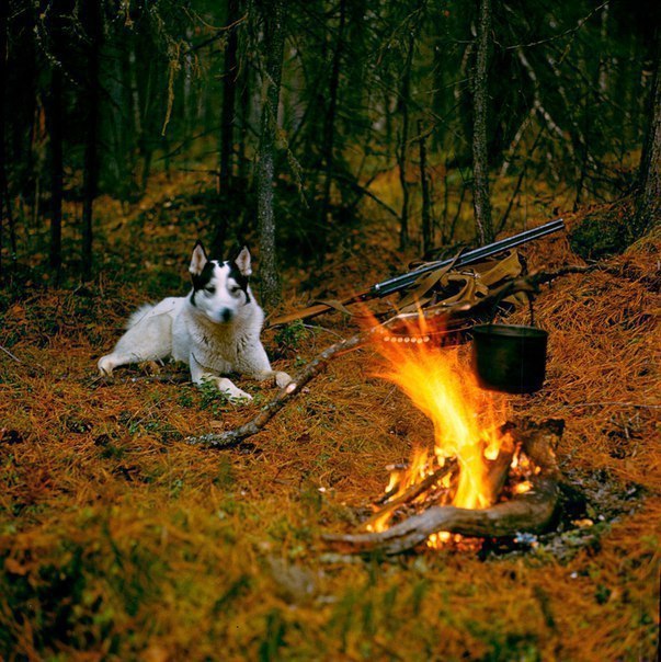 Картинок всяких разных