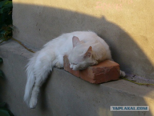 Ура, котовторник! (01.07.2008)