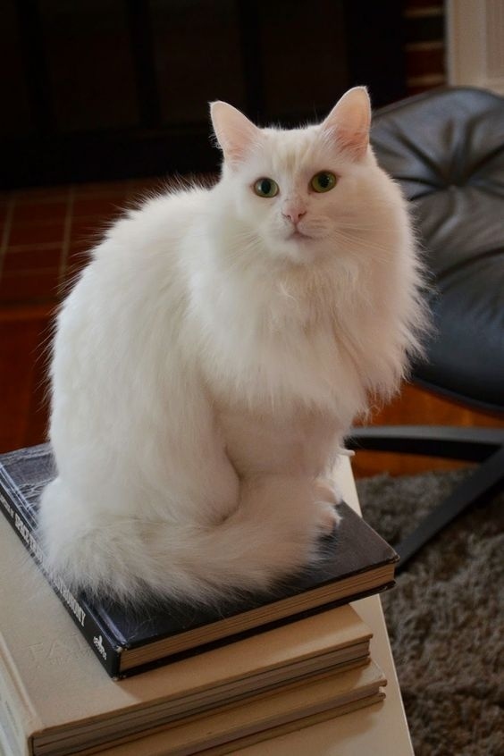 Немного милоты