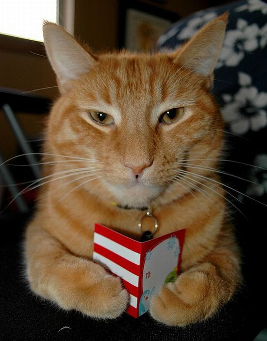 Котовторник, для любителей кошек