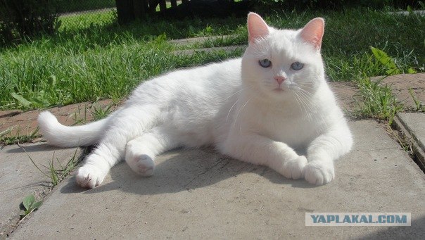 Котовторник (10.01.2012)