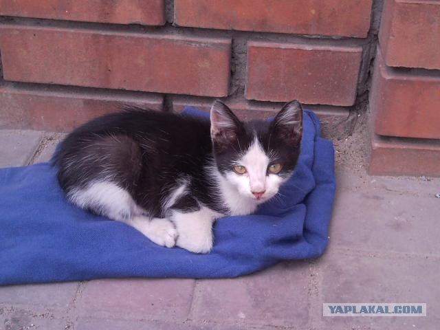 Котовторник 1 мая 2012