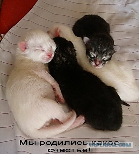 Котовторник 07.08.2012