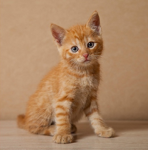 Забавные фото котеек