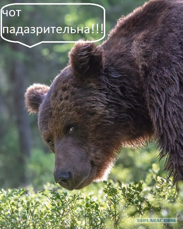Июльские медведи и другие радости