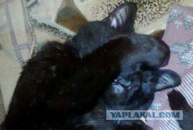 Эпичный кот