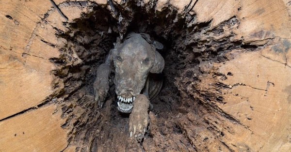 Охотник 5 дней искал собаку в барсучьих норах
