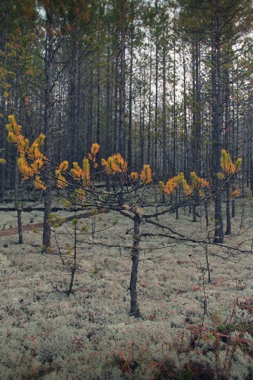 Красноярская тайга
