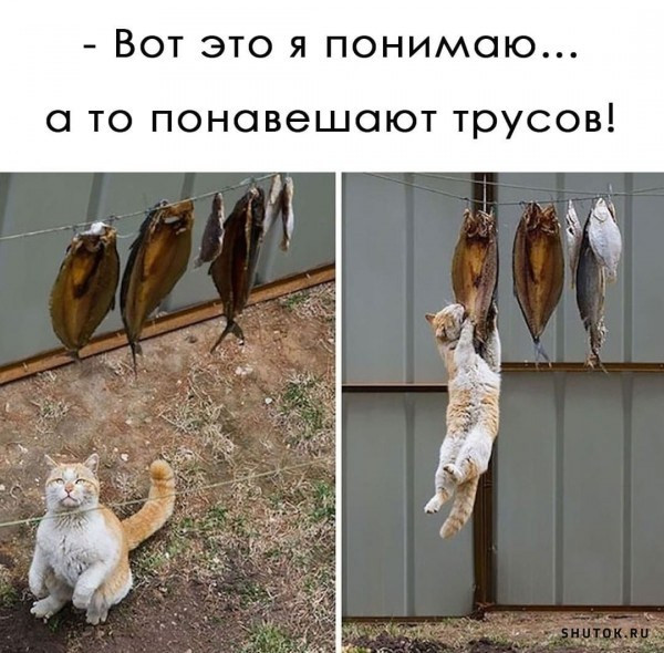 Картинки и мемы для настроения - 125