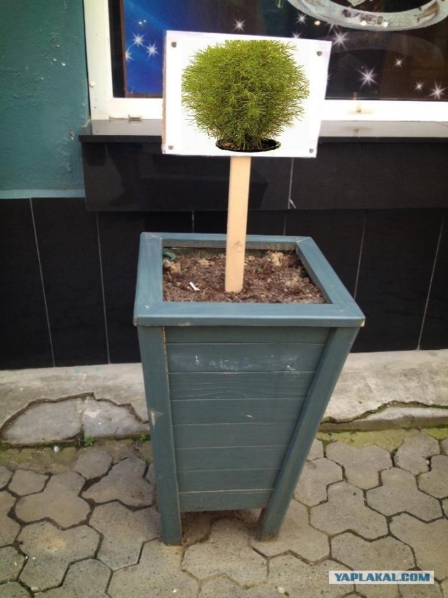 Якась скотина