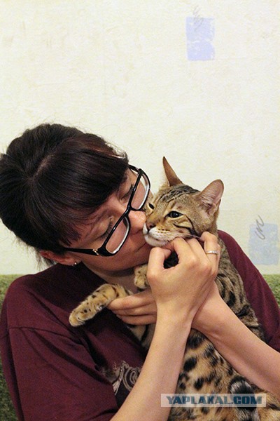 О бенгальских котах на наглядном примере