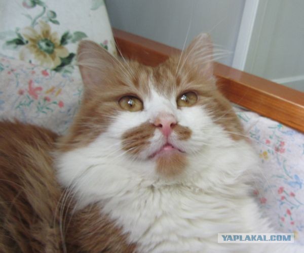 Котовторник 9.07.2013