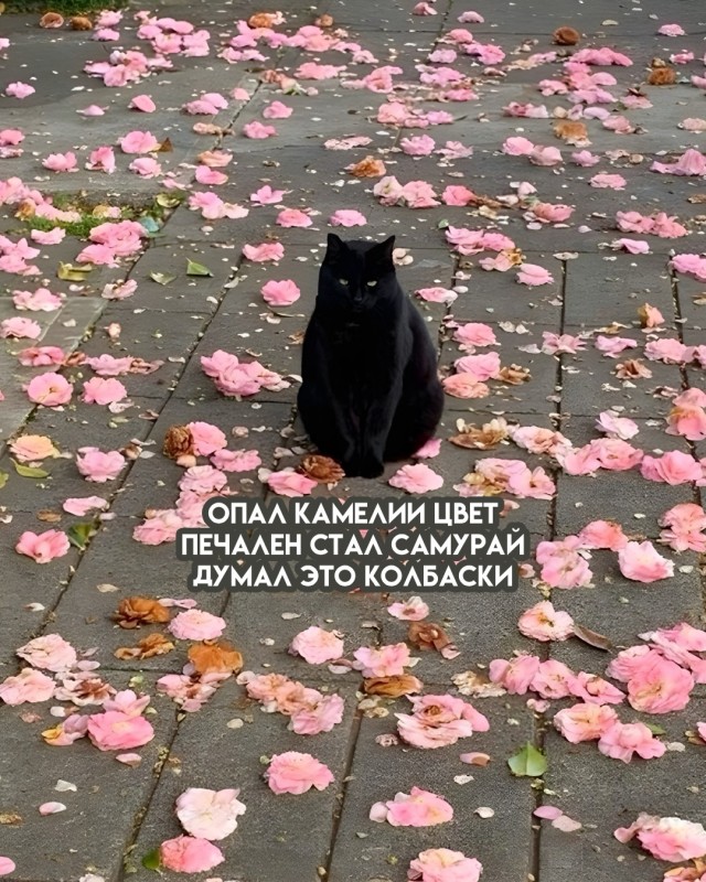 К котовторнику: подборка картинок-баянов с котиками и про котиков. Выпуск 26.