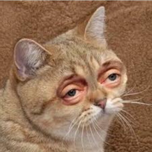 К котоворнику
