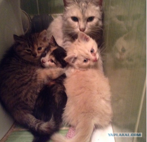 Спасение кошки и 4 котят