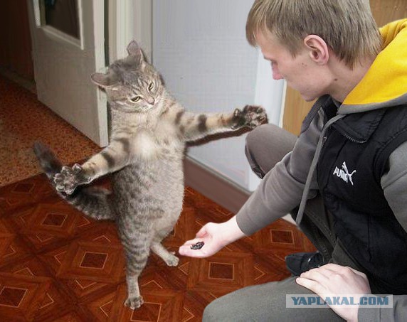 Хочу кормить диких животных