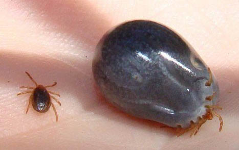 Экзотический животный мир Австралии