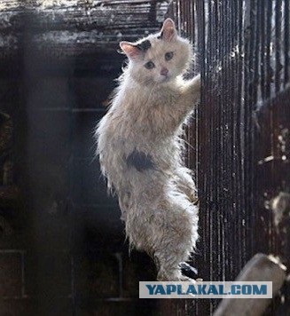 Спасение котейки