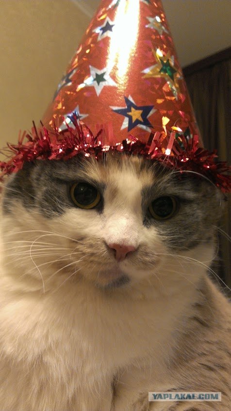 Новогодняя обоина веселого кота