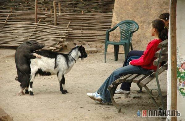 ХРЮШКИ. Уголок Пятачка, кабаны, свиньи