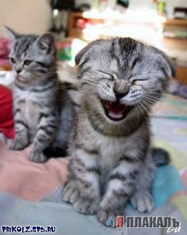 Коты, кошки, котята