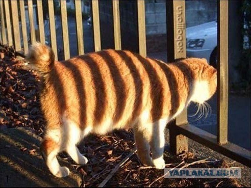 Мой кот, мои правила!