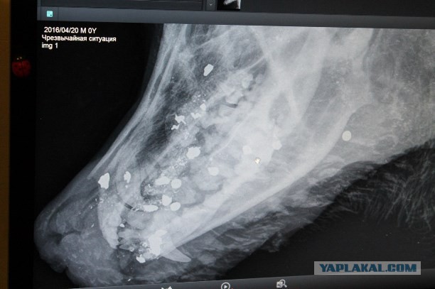 В городе Узловая Тульской области неизвестный расстреливает собак из охотничьего ружья
