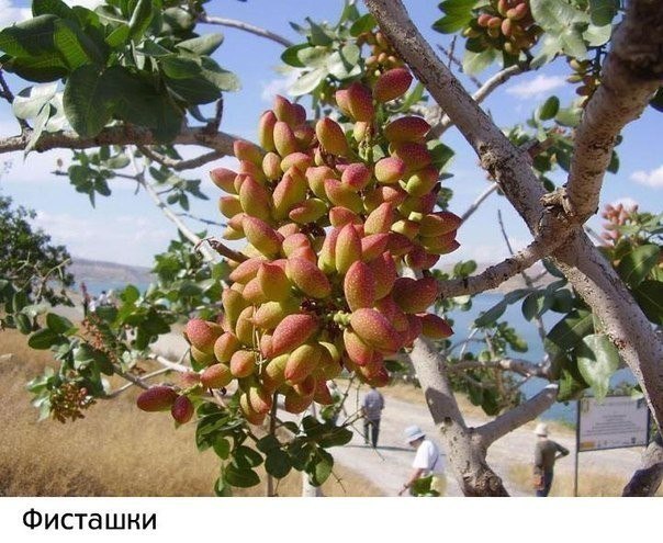 Картинки из сети