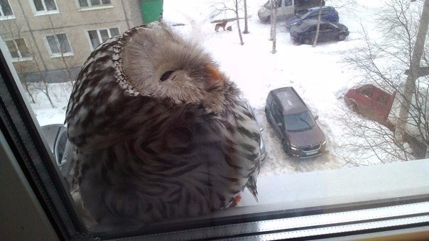 Разные картинки