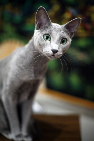 Коты и Кошки