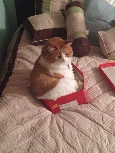 Коты и Кошки