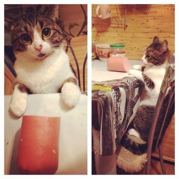 Коты и Кошки