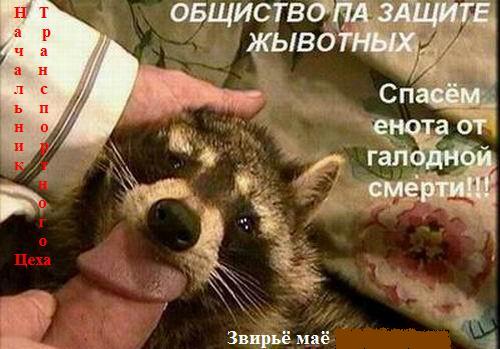 Енот-полоскун