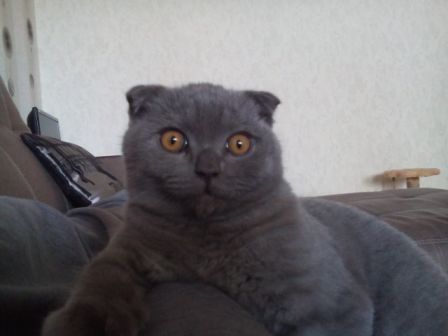 А не открыть бы нам котовторник 03.04.2018