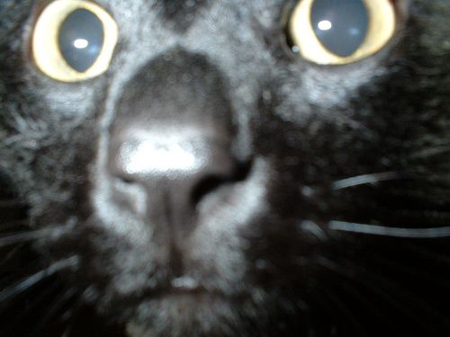 Прикольные коты на среду! ОЧЕНЬ МНОГО!