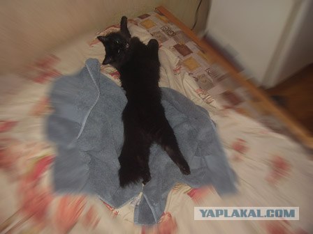 Котовторник на ЯПлакалъ (10.06.08), прикольные коты, добавляем свои!