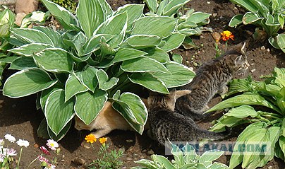 Ура, котовторник! (01.07.2008)