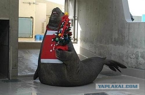 Забавный морж