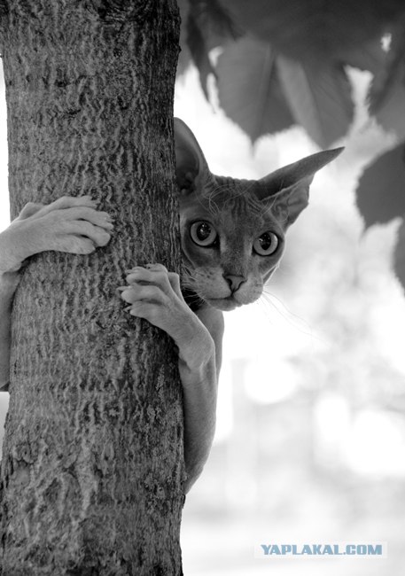 Котовторник ужасов (36 фот)