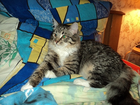 Котовторник  21.08.12
