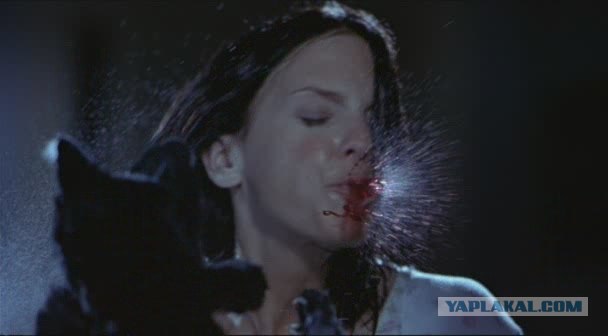 КотЭ-каратЭ!